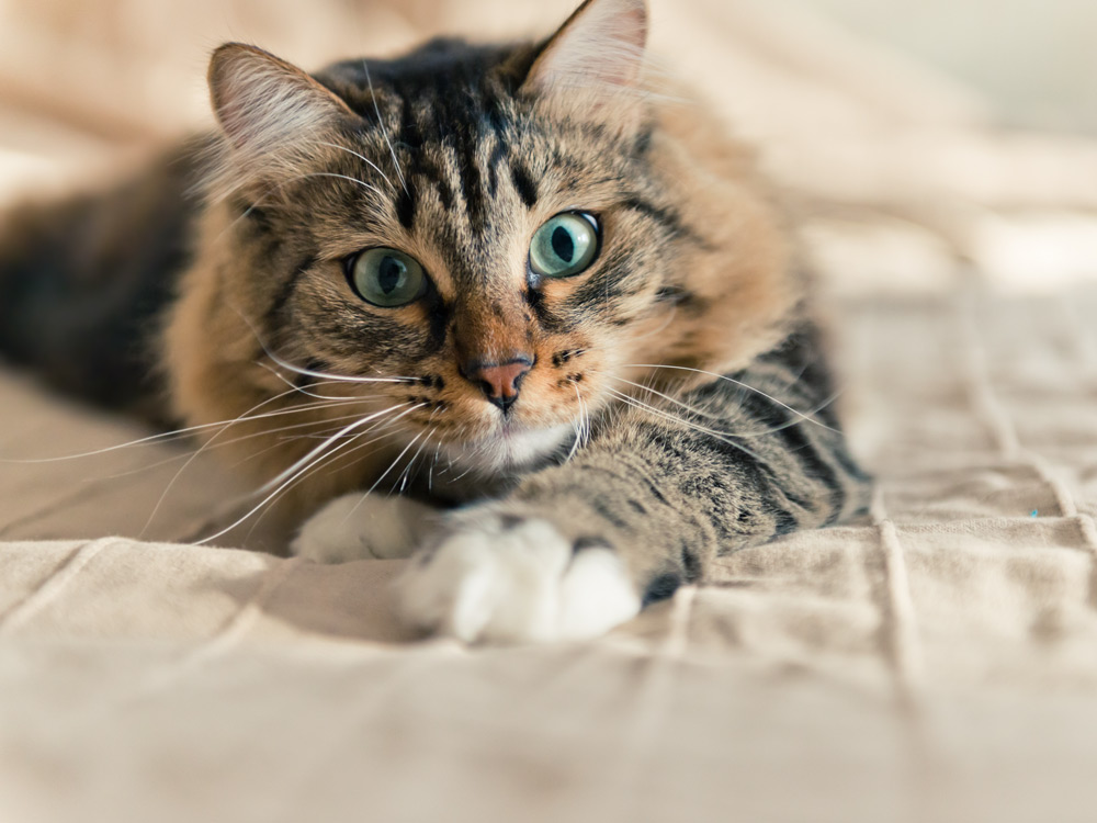 Un gato echado en la cama