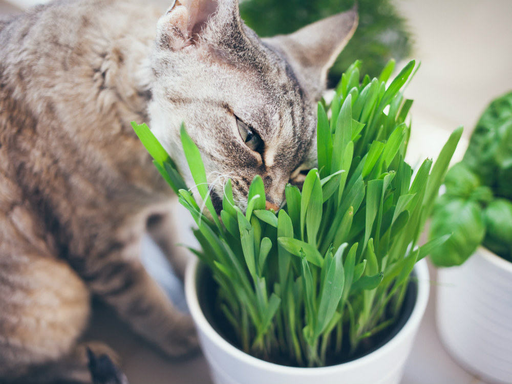 gato comiendo hierba