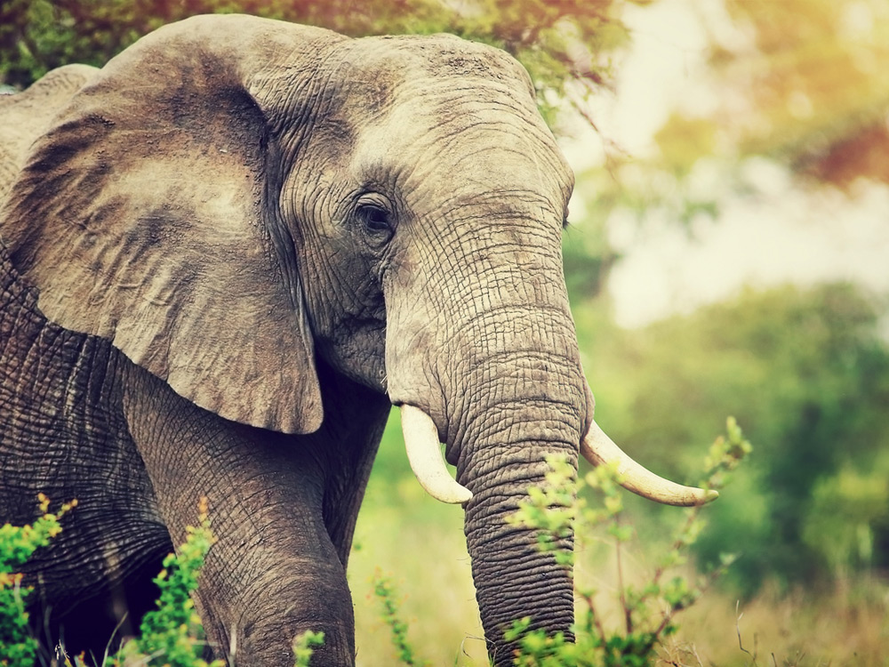 Elefante en la naturaleza