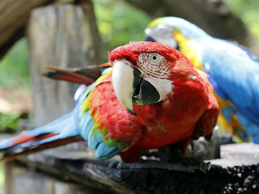 Loro guacamayo
