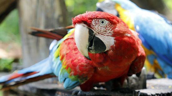 Loro guacamayo