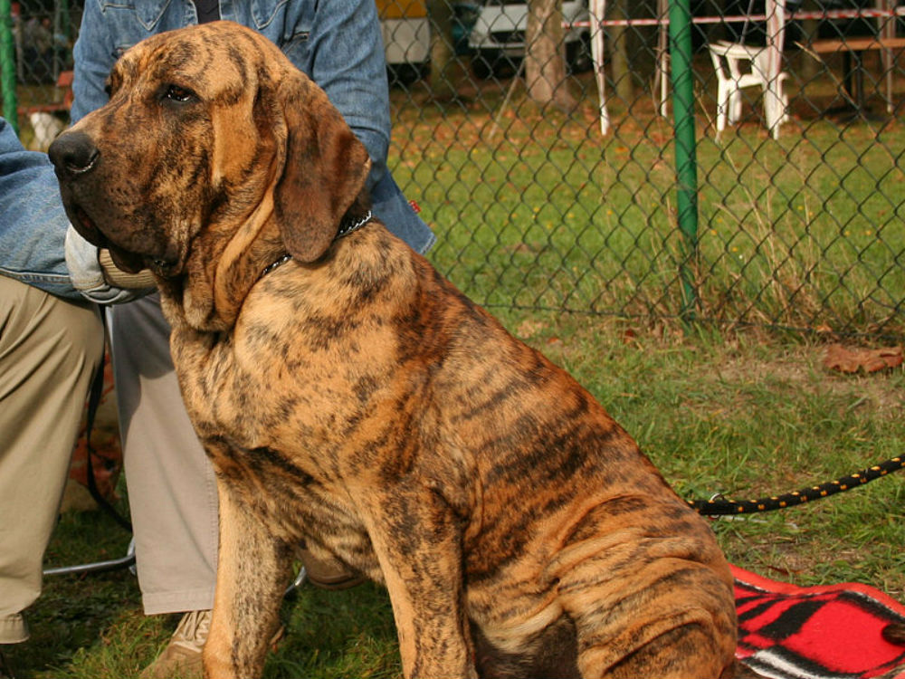 fila brasileiro pardo