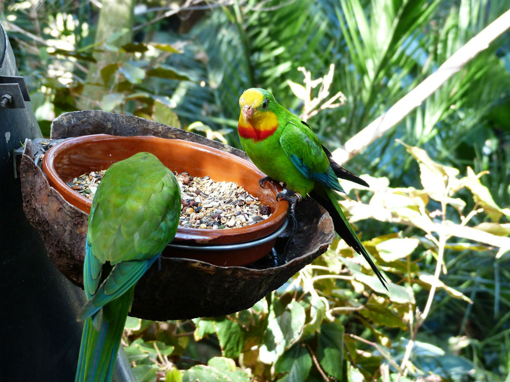 Periquitos comiendo