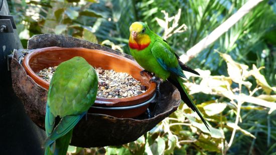 Periquitos comiendo
