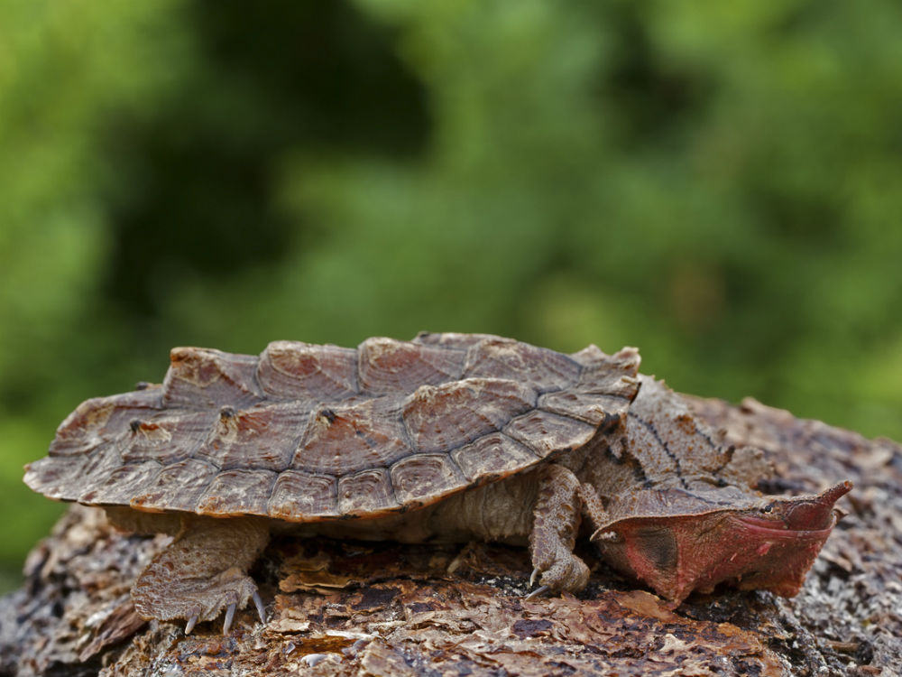 Una tortuga matamata