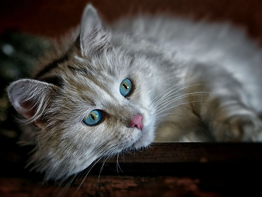 Gato de pelo largo