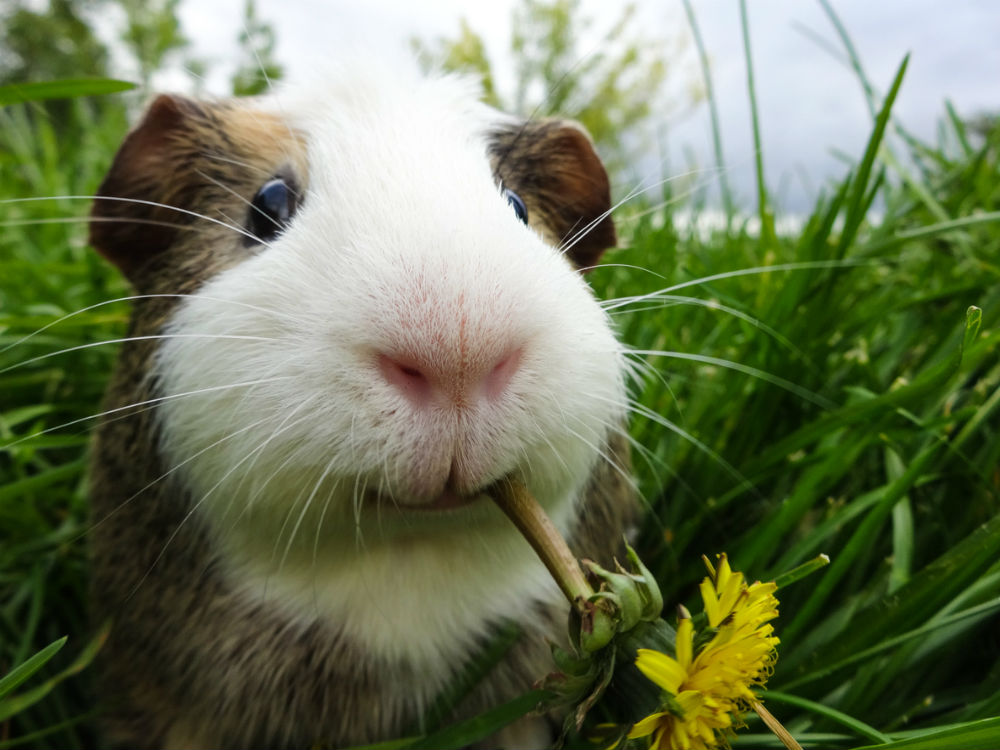 Cobaya en un jardín