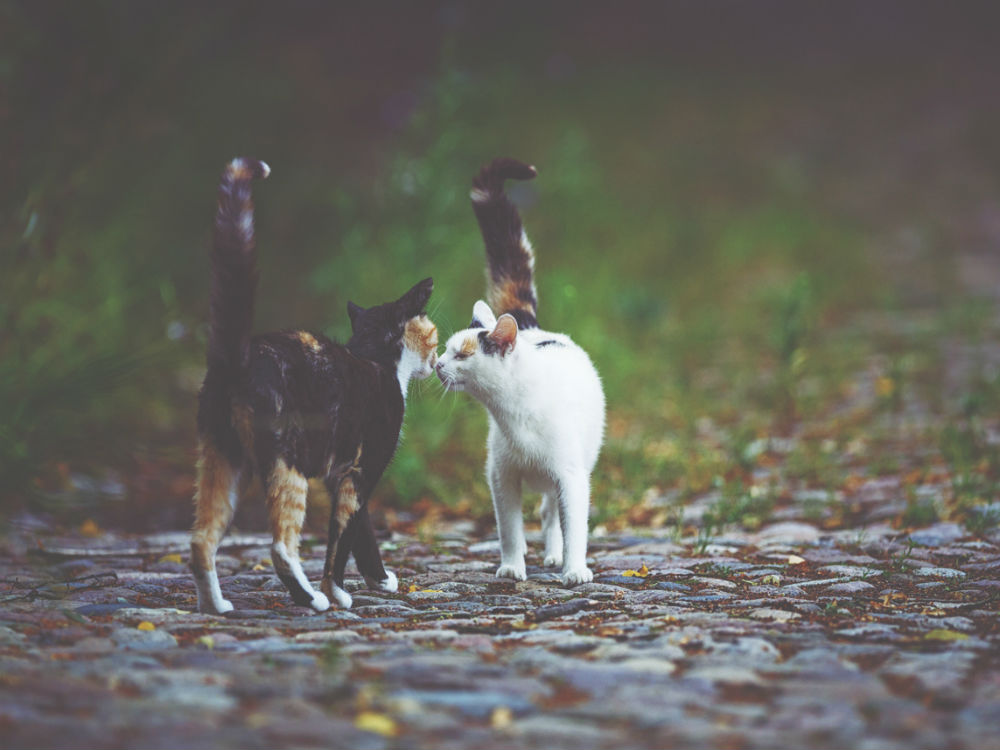 dos gatos oliéndose en la calle