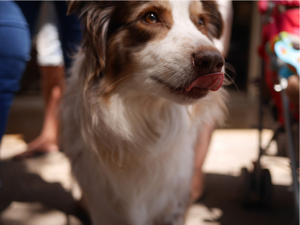 Perro relamiéndose