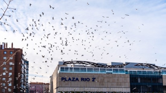 Gaviotas sobrevuelan Madrid