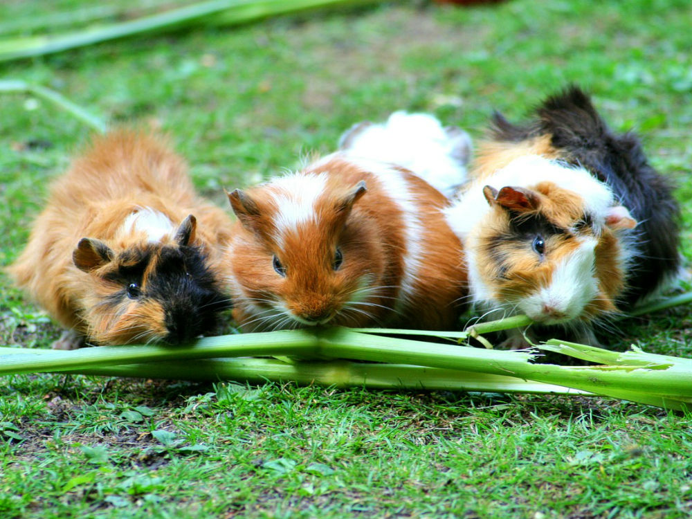 cobayas comiendo juntas
