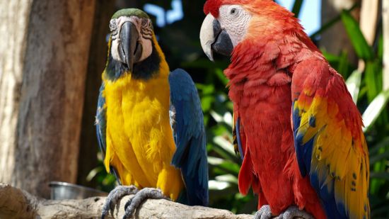 Loros guacamayos