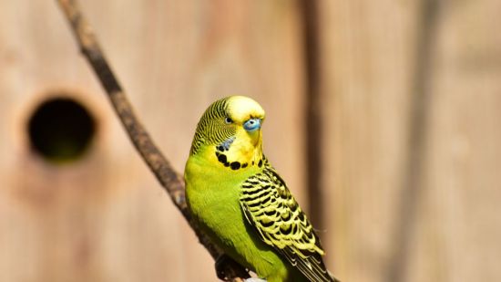 periquito amarillo y verde