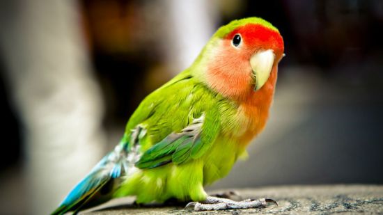 psitácida de colores