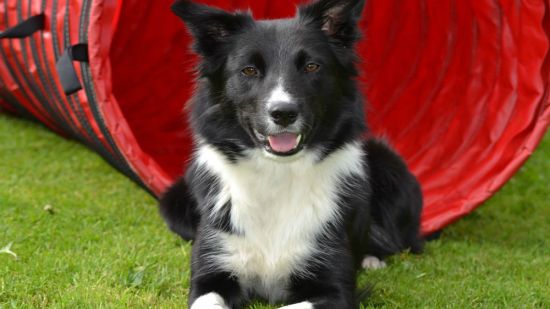 border collie haciendo agility
