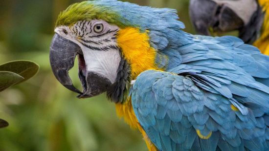 Guacamayo emitiendo sonidos