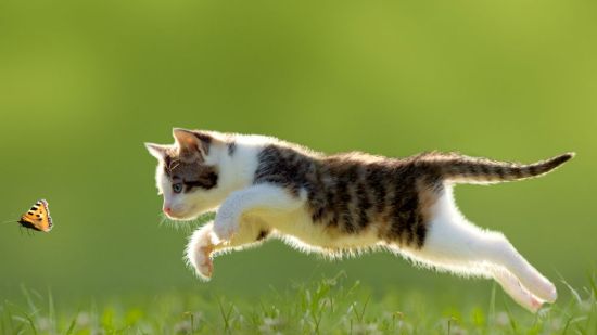 gatito saltando