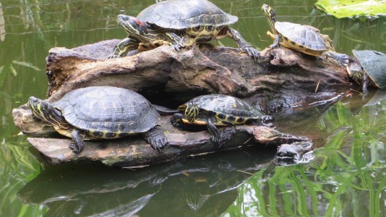 tortugas