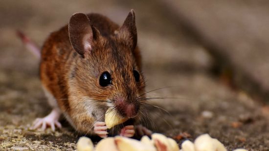 ratón comiendo