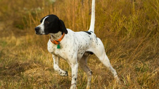 pointer