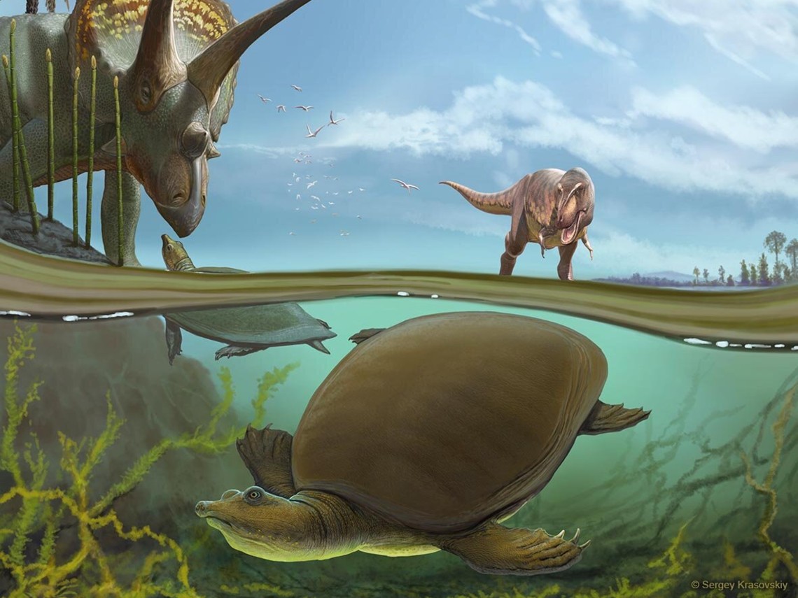 tortuga-dinosaurios