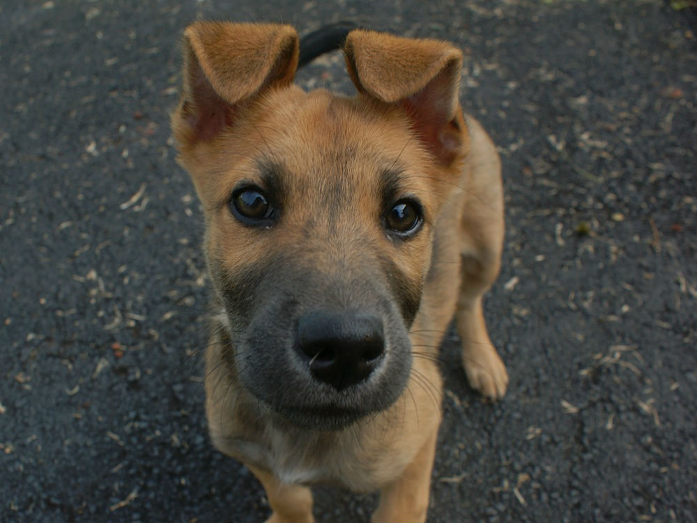 Cara de cachorro