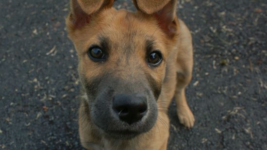 Cara de cachorro