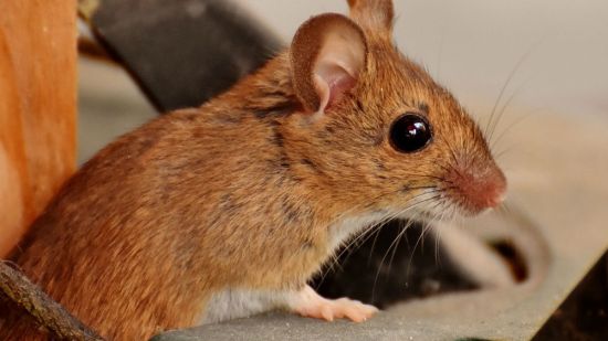raton casa