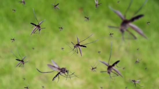 mosquitos-modificados