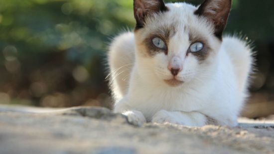 gatito en la calle