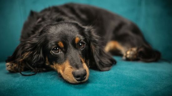 perro en sofa
