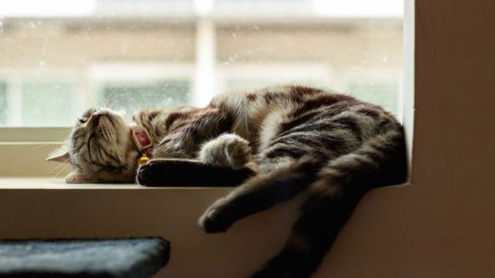 gato con cascabel