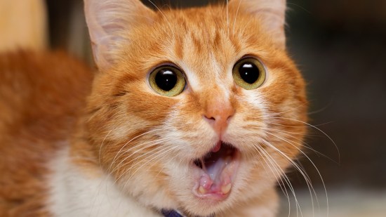foto gato mueca asco