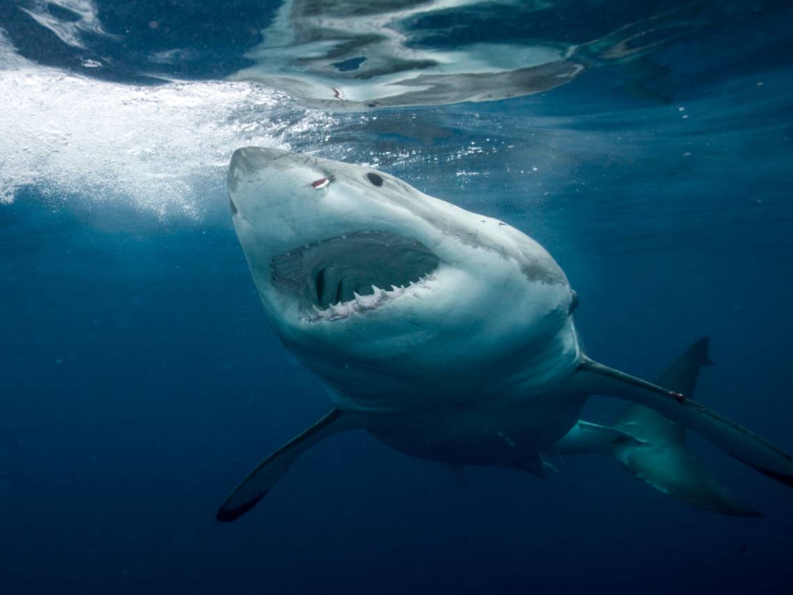 Tiburón blanco