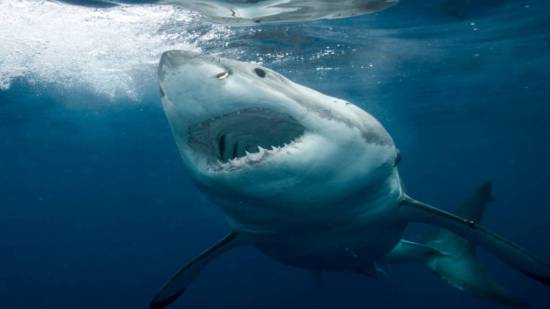 Tiburón blanco