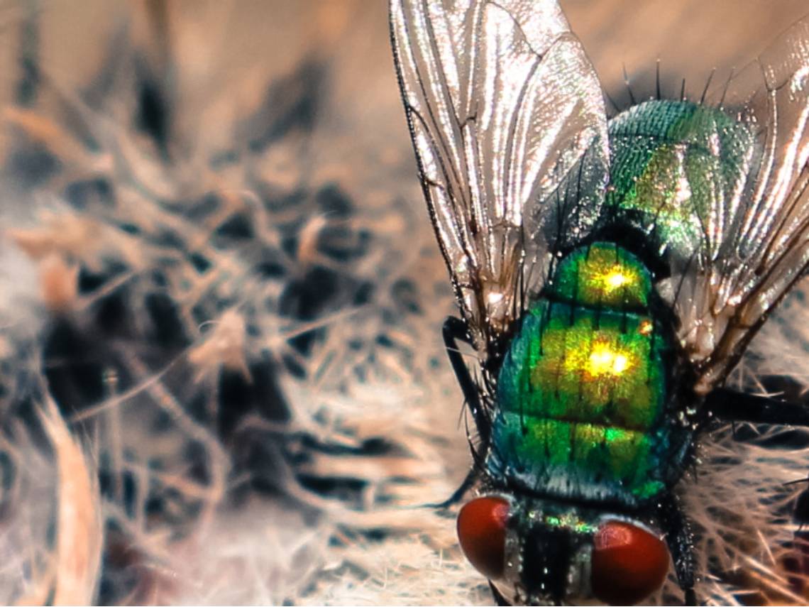 insecto