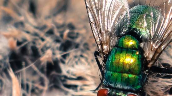 insecto