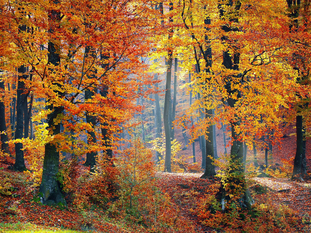 bosques