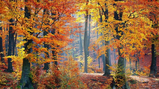 bosques