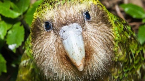 Loro kakapo