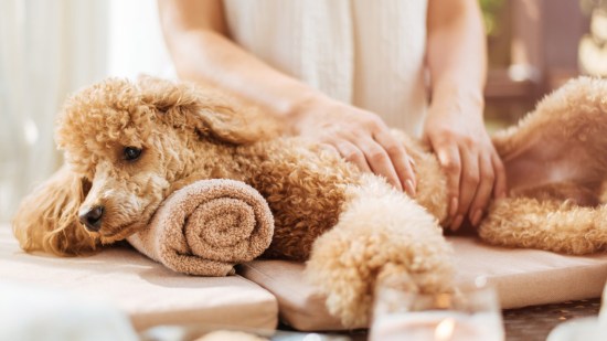 Mujer dándole un masaje a un perro