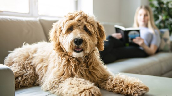 Perro tumbado en un sillón
