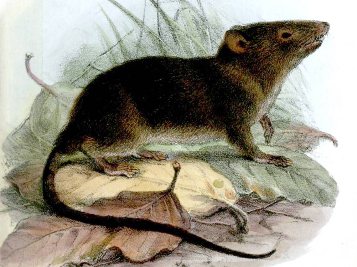 el primer mamífero