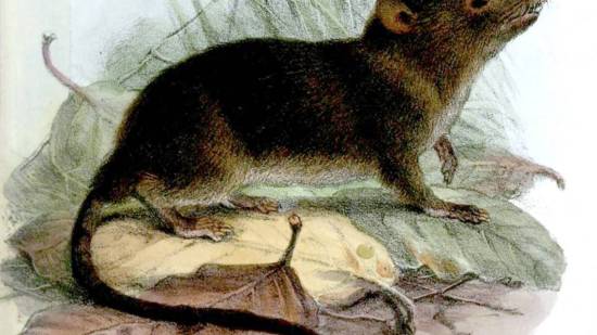 el primer mamífero