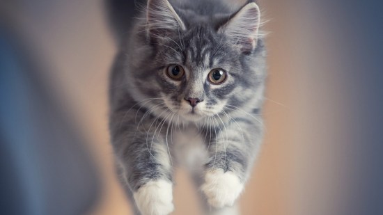 Gato gris atigrado saltando