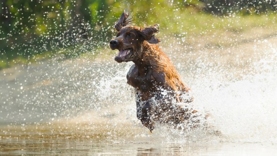 Perrito chapoteando en el agua del río