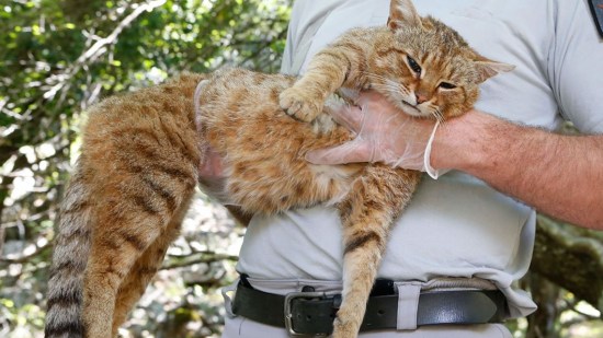Gato zorro