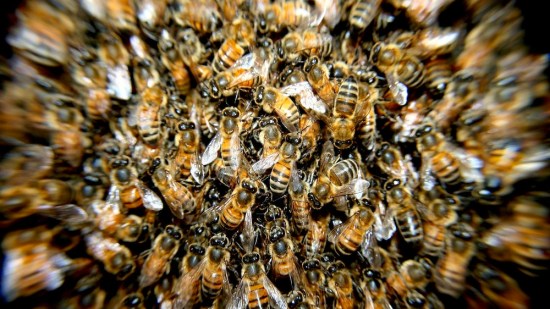 Abejas