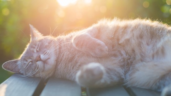 Gato tumbado