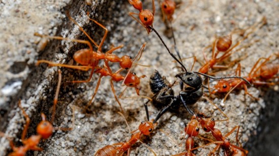Hormigas